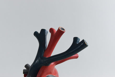 Vintage Anatomical Model of a Heart