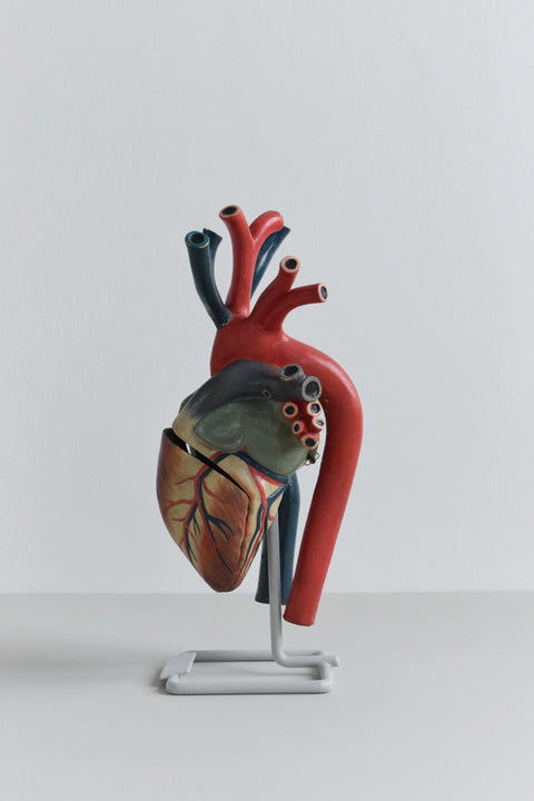 Vintage Anatomical Model of a Heart