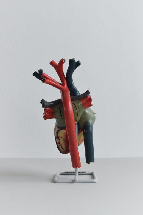 Vintage Anatomical Model of a Heart