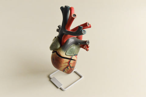 Vintage Anatomical Model of a Heart