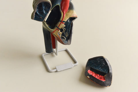 Vintage Anatomical Model of a Heart