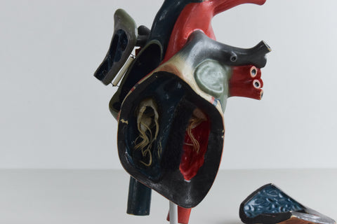 Vintage Anatomical Model of a Heart