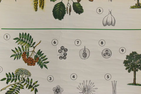 Vintage Botanical Wall Hanging of Flowers and Pollen