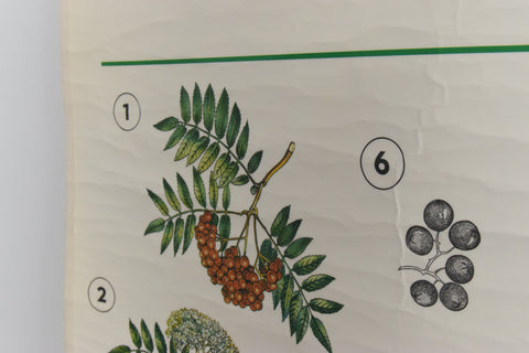 Vintage Botanical Wall Hanging of Flowers and Pollen