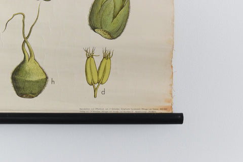 Vintage Botanical Wall Hanging of Hazel