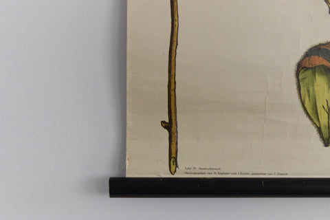 Vintage Botanical Wall Hanging of Hazel