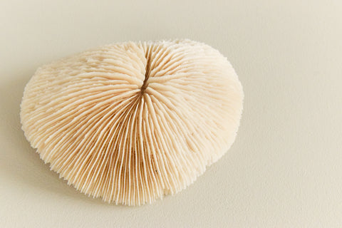 Vintage Small White Mushroom Coral Specimen / Sculpture