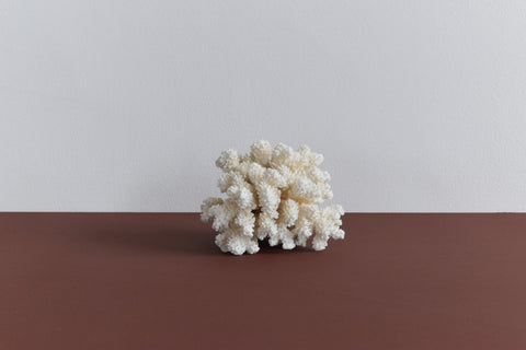 Vintage White Coral Branch Specimen / Sculpture