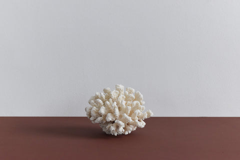 Vintage White Coral Branch Specimen / Sculpture