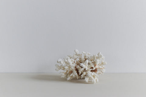 Vintage White Coral Branch Specimen / Sculpture
