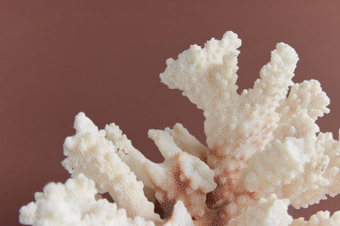 Vintage White Coral Branch Specimen / Sculpture