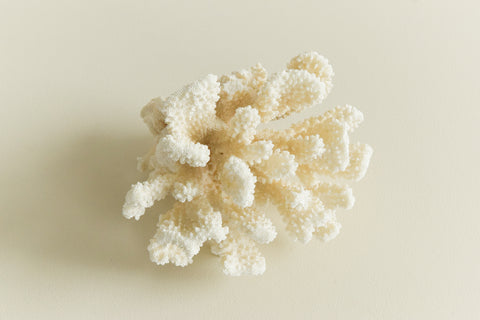 Vintage White Coral Branch Specimen / Sculpture