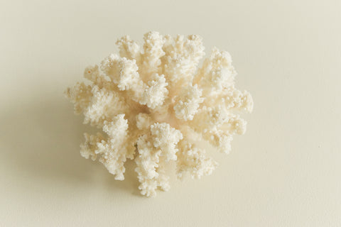 Vintage White Coral Branch Specimen / Sculpture
