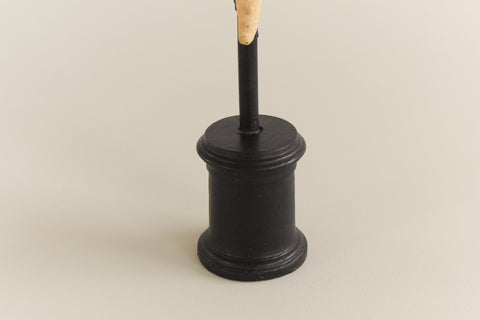 Mounted Large Taxidermy Knobbly Starfish