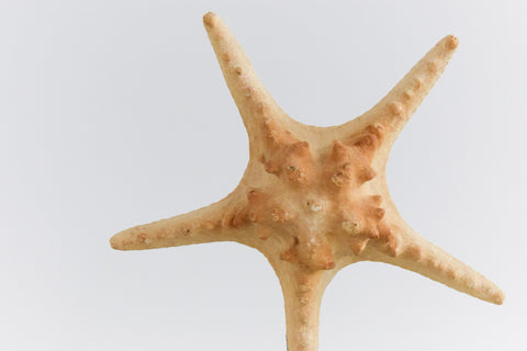 Mounted Large Taxidermy Knobbly Starfish