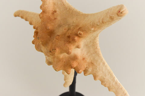 Mounted Large Taxidermy Knobbly Starfish