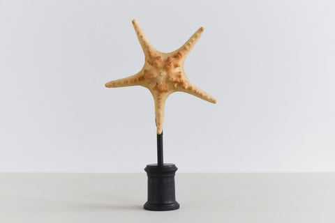 Mounted Large Taxidermy Knobbly Starfish