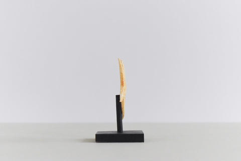 Mounted Small Taxidermy Sand Sifting Starfish