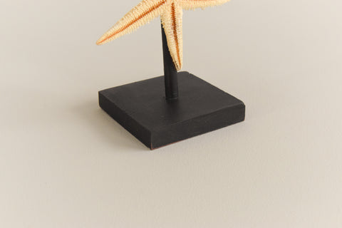 Mounted Small Taxidermy Sand Sifting Starfish
