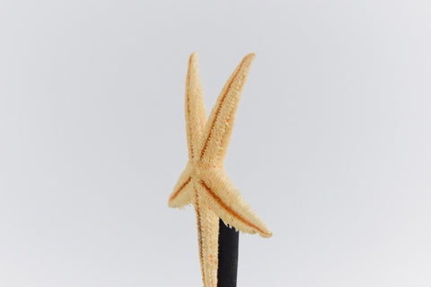 Mounted Small Taxidermy Sand Sifting Starfish