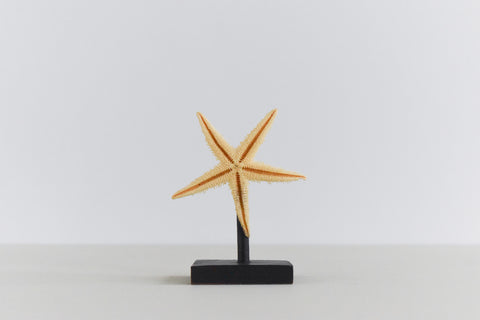 Mounted Small Taxidermy Sand Sifting Starfish