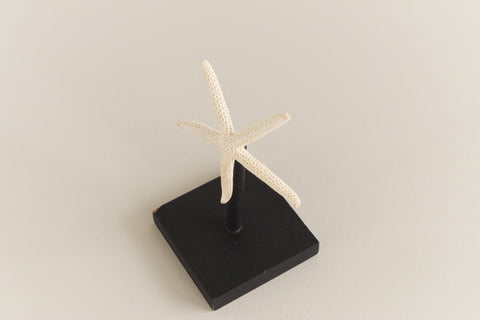 Mounted Small Taxidermy White Finger Starfish