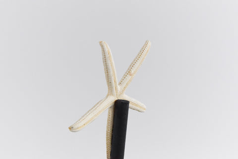 Mounted Small Taxidermy White Finger Starfish