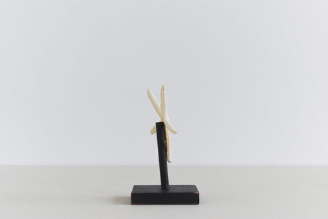 Mounted Small Taxidermy White Finger Starfish