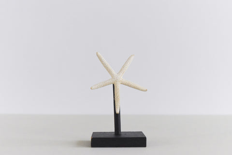 Mounted Large Taxidermy White Finger Starfish