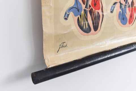 Vintage Small St. John's Ambulance Anatomical Poster