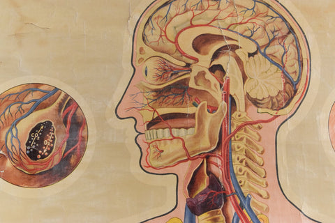 Vintage Small St. John's Ambulance Anatomical Poster