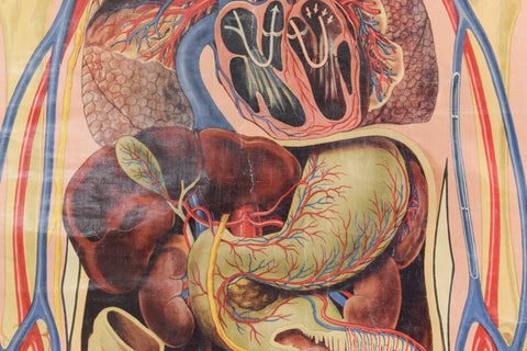 Vintage Small St. John's Ambulance Anatomical Poster