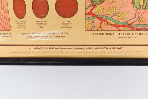 Vintage Small Anatomical Poster of The Skin and Hair