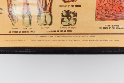 Vintage Small Anatomical Poster of the Organs