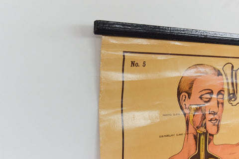 Vintage Small Anatomical Poster of the Organs