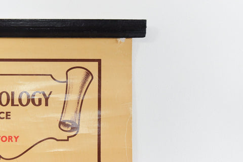 Vintage Small Anatomical Poster of The Skin and Hair