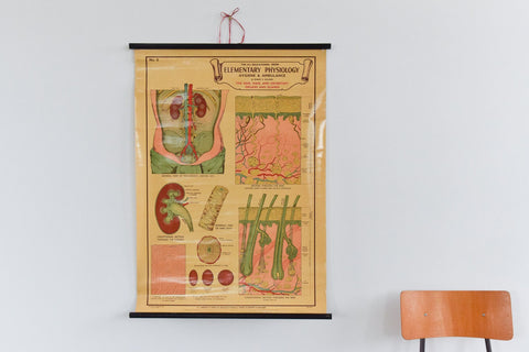 Vintage Small Anatomical Poster of The Skin and Hair