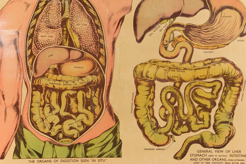 Vintage Small Anatomical Poster of the Organs
