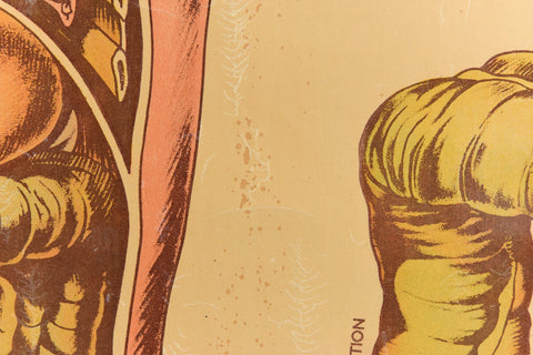 Vintage Small Anatomical Poster of the Organs
