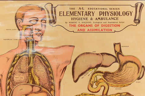 Vintage Small Anatomical Poster of the Organs