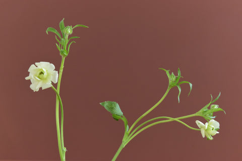 French Ceramic Studio Pottery Ikebana Stem Vase / Bowl by TAIZÉ