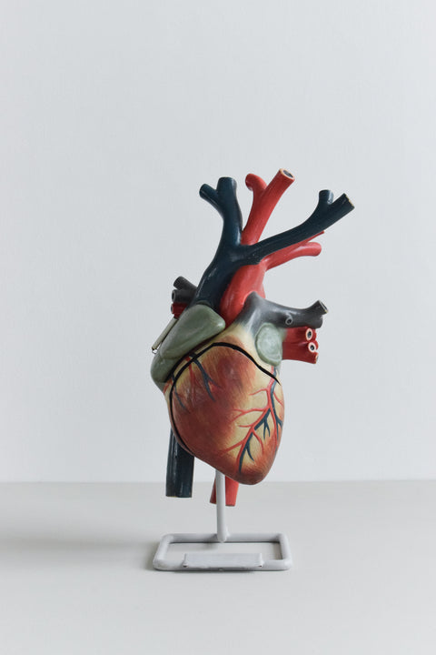 Vintage Anatomical Model of a Heart