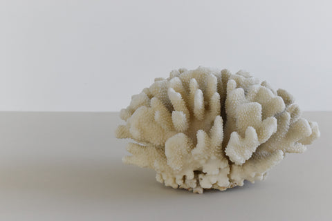 Vintage Large White Coral Branch Specimen / Sculpture