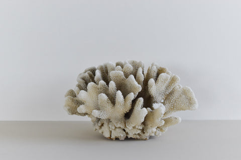 Vintage Large White Coral Branch Specimen / Sculpture