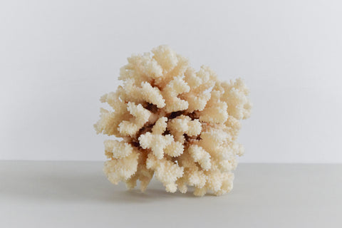 Vintage Large White Coral Branch Specimen / Sculpture