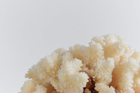 Vintage Large White Coral Branch Specimen / Sculpture