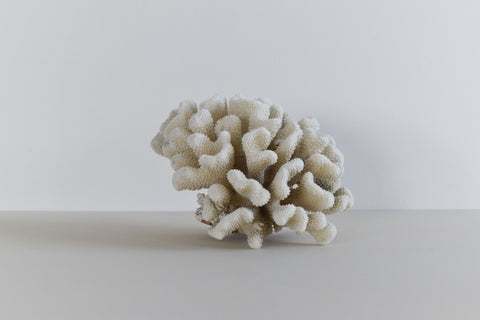 Vintage Large White Coral Branch Specimen / Sculpture