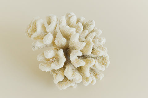 Vintage Large White Coral Branch Specimen / Sculpture