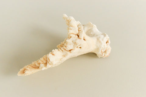 Vintage White Coral Branch Specimen / Sculpture