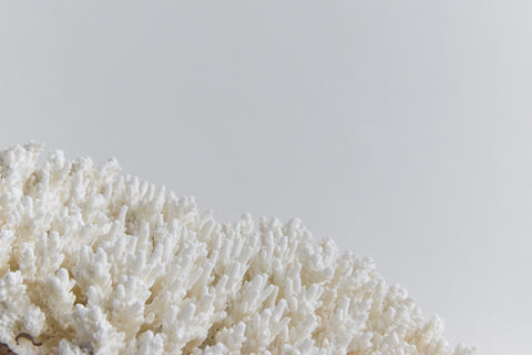 Vintage White Coral Branch Specimen / Sculpture